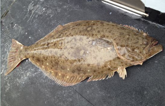 Best Swimbaits for Halibut Fishing