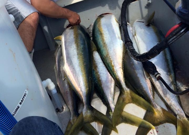 Surface Iron Fishing Guide for Southern California