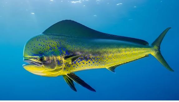 Dorado in the open ocean