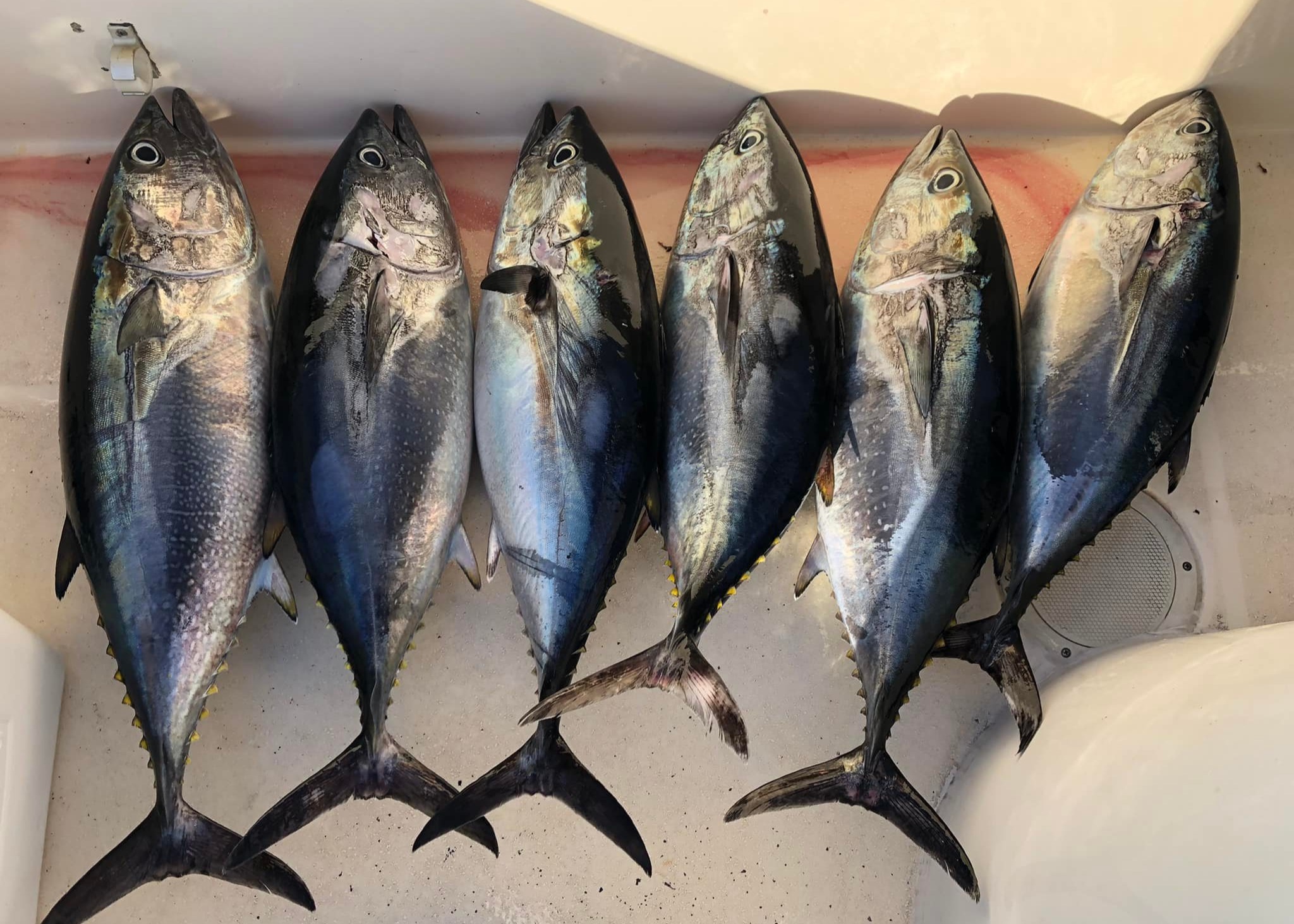 Bluefin caught at San Diego trolling jigs