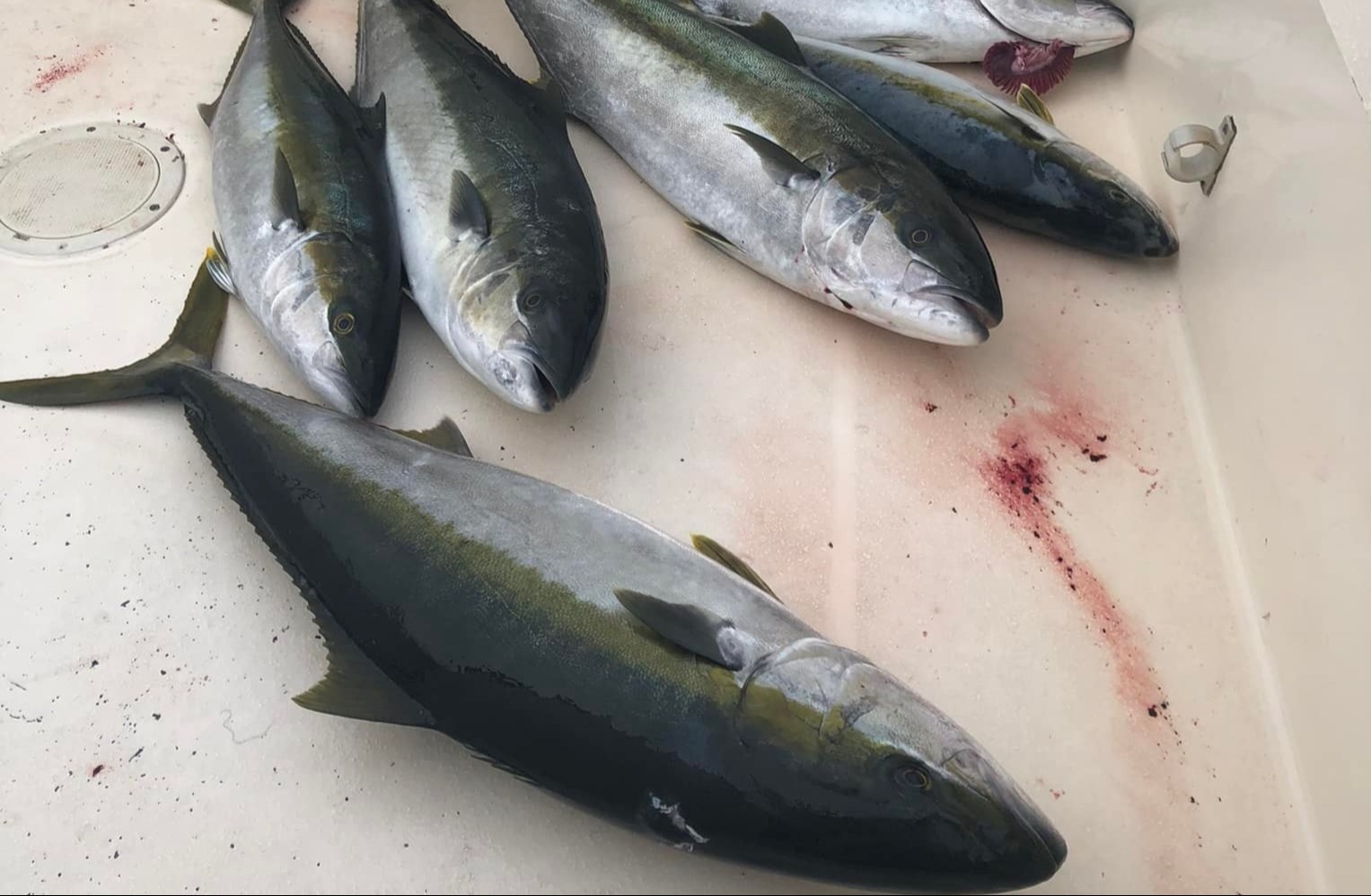 best temp for Yellowtail